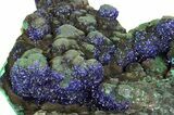 Sparkling Azurite Crystals with Botryoidal Malachite - China #351331-3
